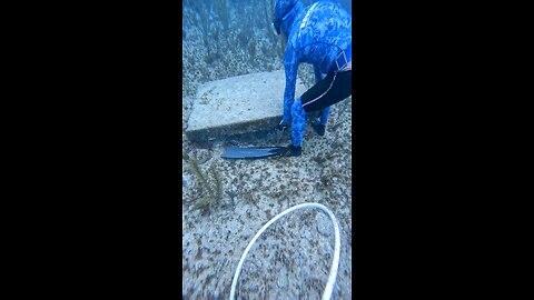 Prawn Catching Technique