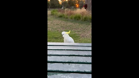 White Parrot, Bundoora Park, Melbourne 2023