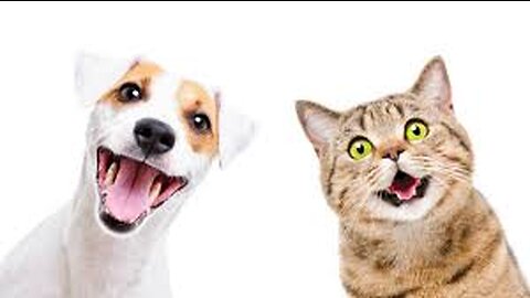 Funny animal videos 2023 🤣 funny cat and dog videos