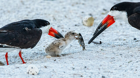 Hatching Black Skimmers at Sunrise Week 1 Part 2