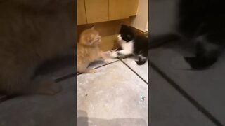 Tiktok Funny Kittens Fight 😂 - Cutest Kittens Funny Video