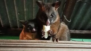 Bandit, The Australian Possum, and her baby, eating a banana 08/072020 ( Video 24 )