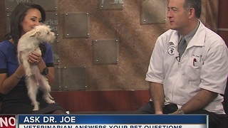 Ask the Dr. Joe visits midday