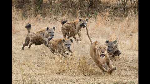 LIONS VS HYENAS || WHO IS MORE STRONGER?