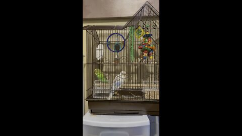 Parakeets asking to open the cage. Parakeet and Suglar glider first time friends