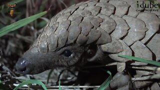 Rare and Endangered Pangolin