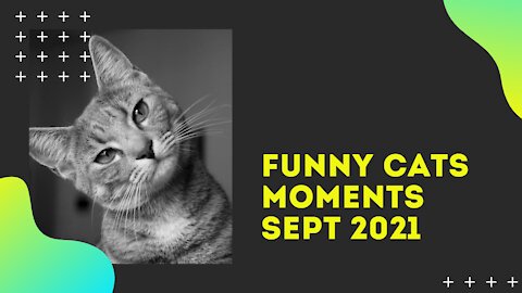 funny cats videos sept 2021| you cant stop laughing or grinding