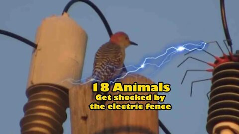 18 electric shock animals | animals getting shocked by electric fence | Birds Get electric shocked