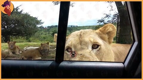 Lion Opens Car Door