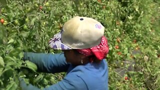 Organization working to stop sexual harassment against female farm workers