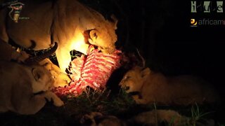 Daughters Of The Mapogo Lions - Rebuilding The Othawa Pride - 27: Waterbuck For Dinner