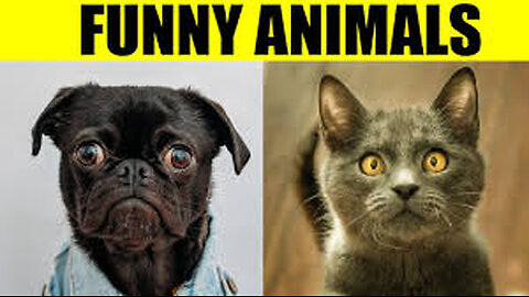 "Rolling in the Awws: Hilarious Antics of Our Favorite Funny Animals"