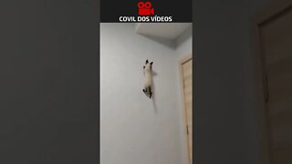 GATO ARANHA