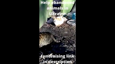 Help abandoned animals in Ukraine