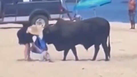 Woman Refuses To Back Off From Bull Trying To Mess With Her Stuff On The Beach And Pays The Price