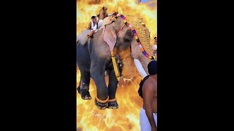 Elephant 🐘🐘🐘🐘🔥🔥Indian traditional festival