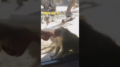 Baboon reacting to magic 😂try not to laugh 😂 #shorts #animallover subscribe for more. Lol