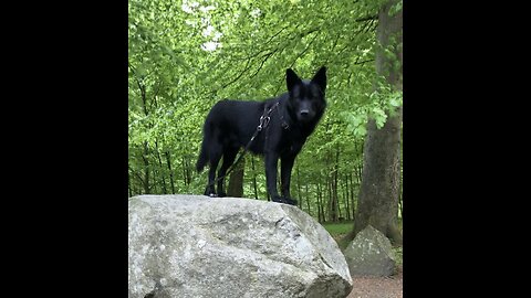 The Rise Of Thogo 🔥 The Black Wolf/Dog Puppy 🇩🇰💪🏻