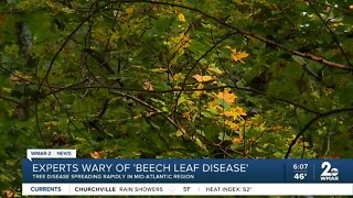 'Beech Leaf' disease spreading rapidly in Mid-Atlantic region