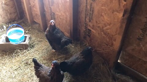 Chickens on the Homestead