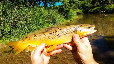 CREEK Fishing for Wild and Native TROUT with Spinners
