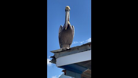 Made A New Friend At Rose Marina In Marco Island, FL #Pelican #FYP #RoseMarina #MarcoIsland