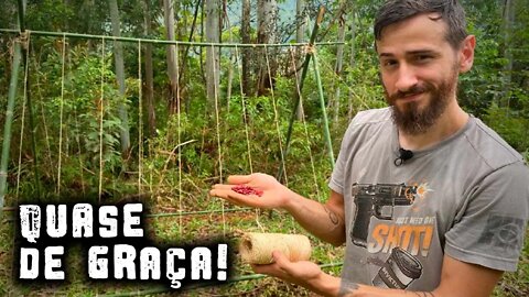 Como plantar feijão sem GASTAR muito?