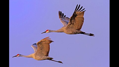 Migratory Birds' Unbelievable Longest Nonstop Flight !