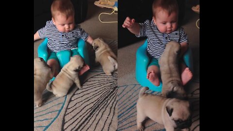 Baby Louie & Pug pups