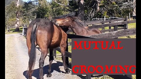 Mutual horse grooming, big and little horse. Horse with severe skin condition hair growing back.