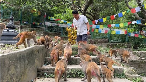 Monkey and dog are overjoyed to receive food