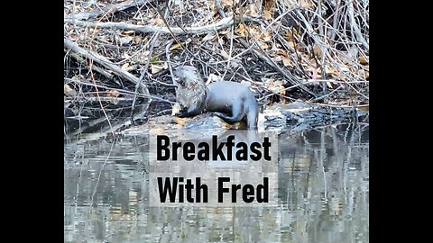 Fred our Resident North American River Otter at the Homestead