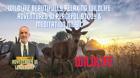 WILDLIFE Beautifully Relaxing Wildlife Adventures w Peaceful Study & Meditation Music