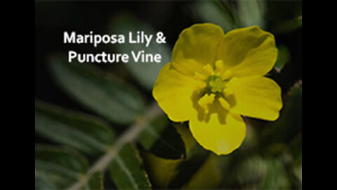 PFTTOT Part 205 Benefits of Mariposa Lily and Puncture Vine