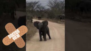 Cute Baby Elephant Charges At Tourists - DoctorViral
