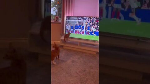 This Cat Would Make A Great Goalkeeper
