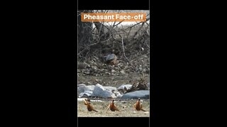 Pheasant Face-Off