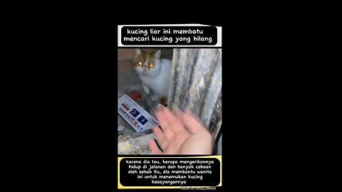 Kucing liar membantu cari kucing yang hilang