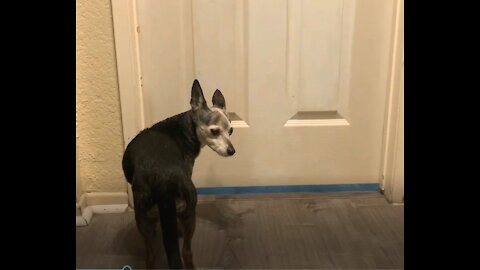 Clingy Chihuahua wont give owner bathroom privacy