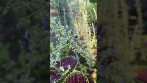 Bees on Coleus #bees #honeybees #savethebees #shorts #honeycomb #coleus #beeshorts #buzz