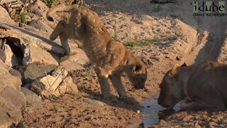 Daughters Of The Mapogo Lions - Rebuilding The Othawa Pride - 99: In The Sand River