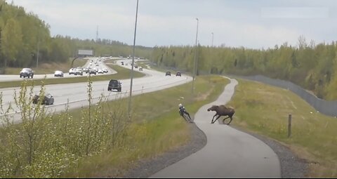 Moose chases after cyclist knocking him over