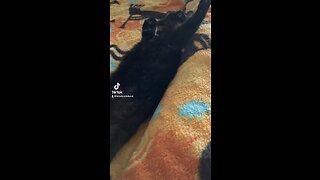 Blackjack the cat roaching so happy!