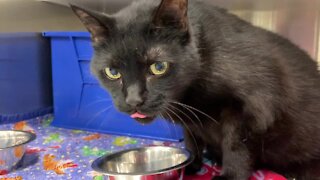 Cleveland APL Pet of the Weekend: A 15-year-old black cat named Sabbath