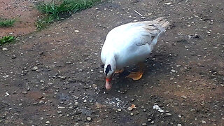 Patos procurando comidas aves aquáticas