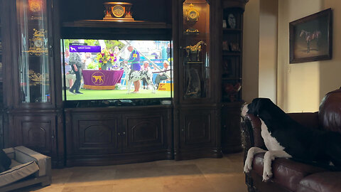 Great Dane Cheers On Sister At Westminster Dog Show