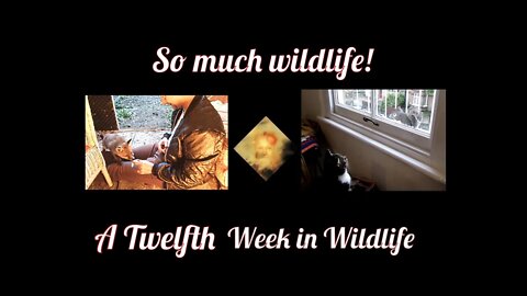 A Twelfth Week In Wildlife - So Much Wildlife!