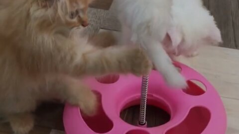 persian cats playing with Toys
