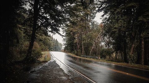 Taking shelter under a tree watching the rain on a lonely country road