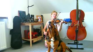 Basset Hound sings along during violin practice